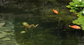 A frog carelessly sprawled across the water 